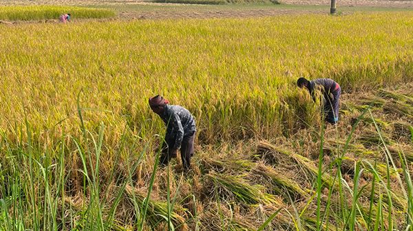 রাণীশংকৈলে আমন ধানের বাম্পার ফলন